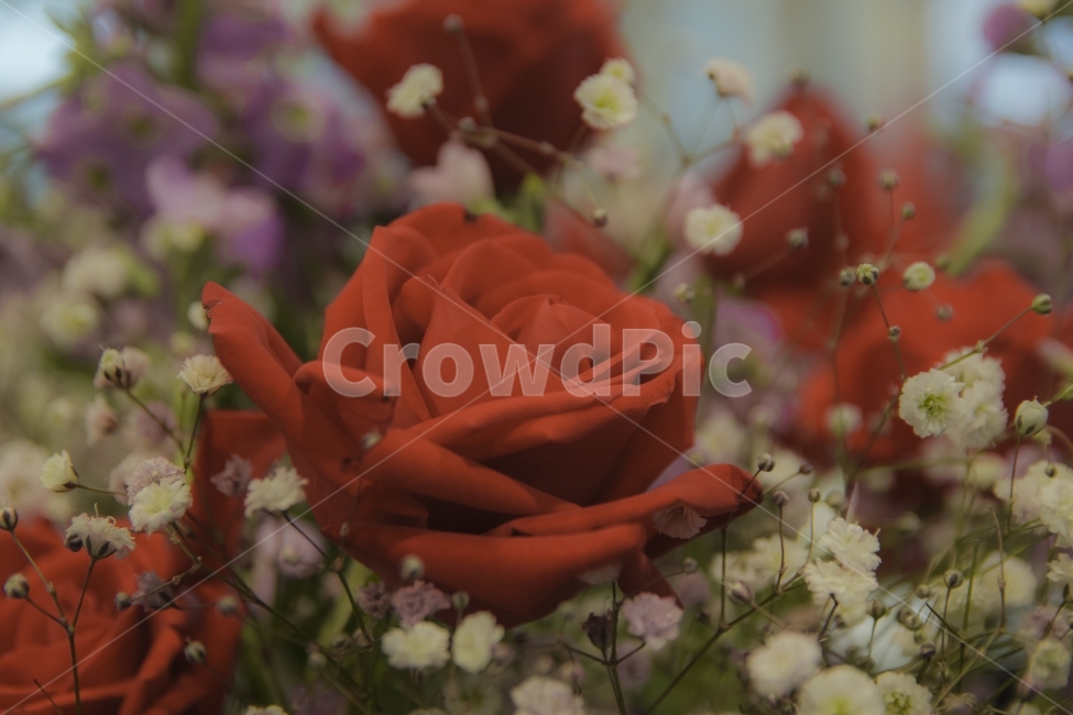 장미,장식,열정,여자,남자,식물,자연,plants,nature,꽃,flower,기념일,축하,anniversary,congratulation,celebrate,celebration