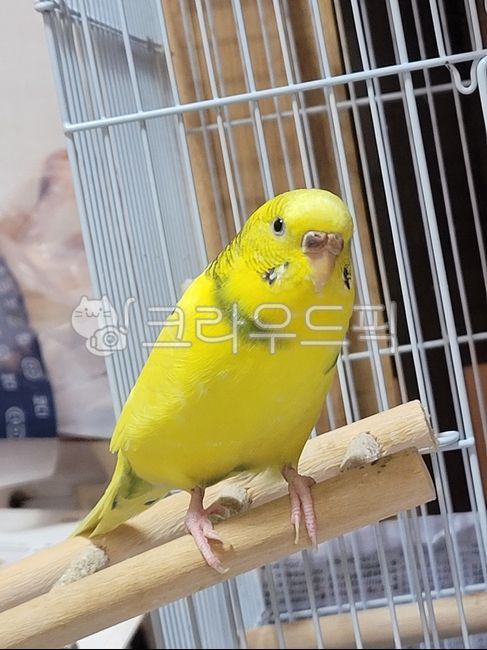 동물,애완조,사랑앵무,새,잉꼬,bird,animal,parakeet,parrot