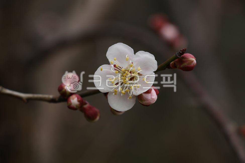 spring,spring flowers,Spring news,plant,plum blossom