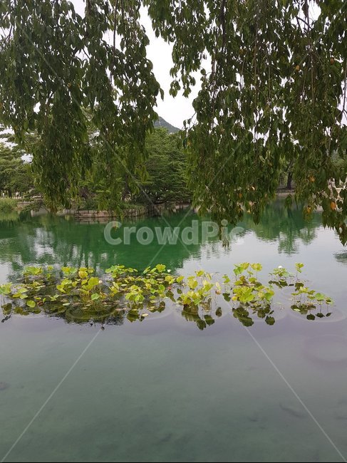 경복궁,나무,호수,풀,흐림
