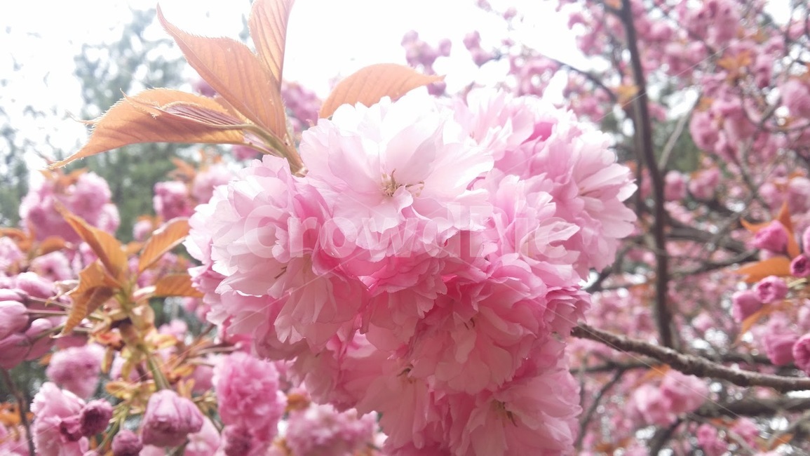겹벚꽃,분홍꽃,벚꽃,자연,풍경,cherryblossom,식물,자연,plants,nature,꽃,flower