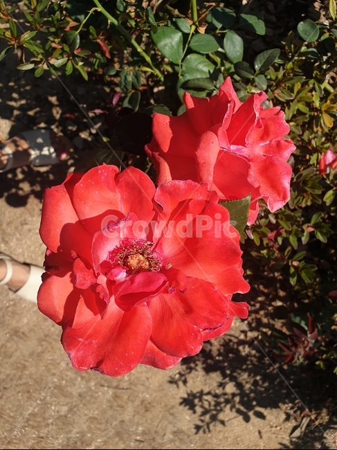 rose,꽃,레드장미,flower,꽃밭,봄