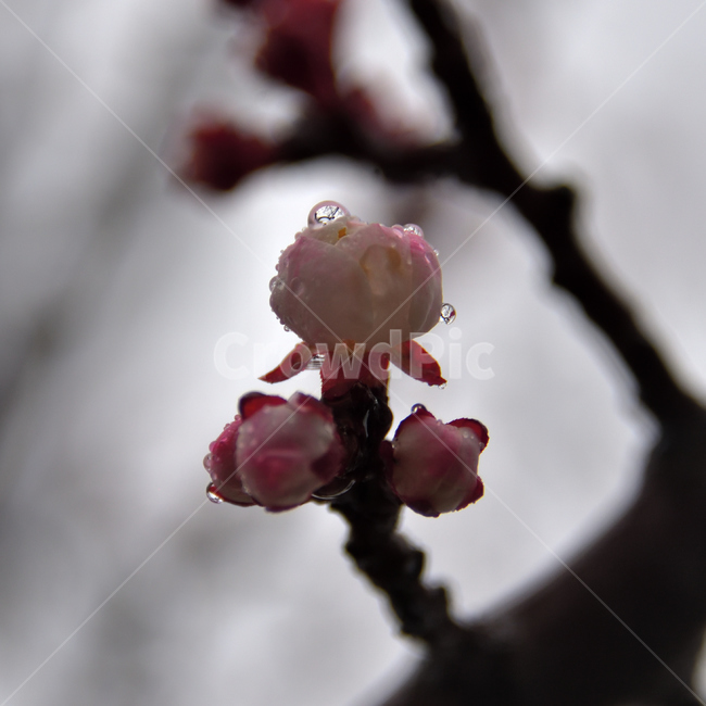 plant,식물,봄꽃,봄,spring,매화,cherryblossom,cherryflower,식물,자연,plants,nature,꽃,flower