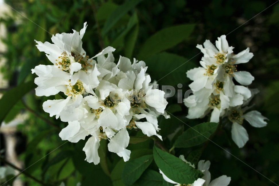가침박달,가침박달꽃,장밋과,낙엽관목,까침박달,희귀식물,식물,자연,plants,nature,꽃,flower