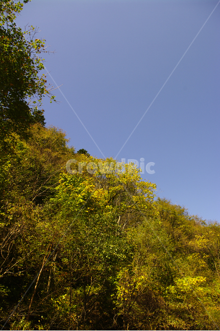 가을,단풍,산,숲,나무,자연,풍경,nature,landscape