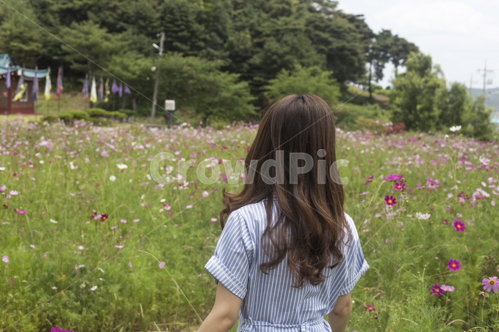 여자,여성,뒷모습,원피스,스트라이프,꽃,꽃밭,코스모스,가을,여성,여자,woman,female,lady
