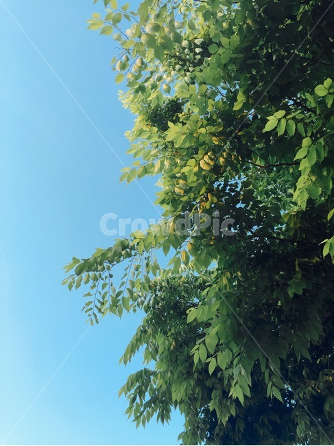나무,하늘,맑은하늘,자연,녹색,자연,풍경,nature,landscape,tree,plant,식물,leaf,잎