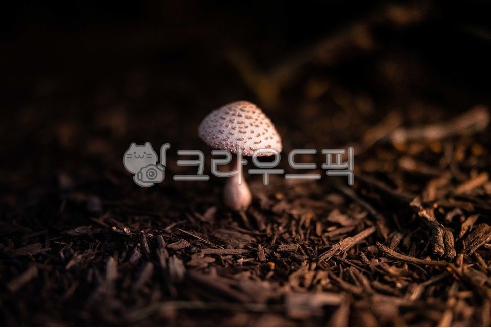 식물,버섯,머쉬룸,모래,흙
