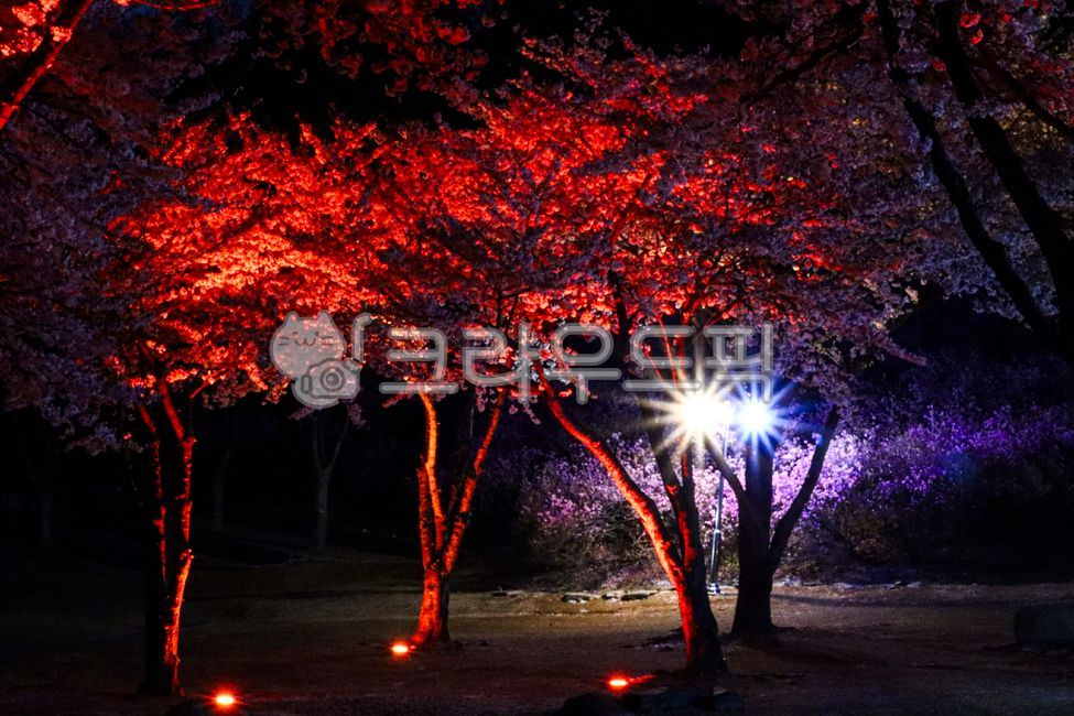 빛갈라짐,야경촬영,light,빛,lighting,나무,tree,조명,가로등,벚꽃
