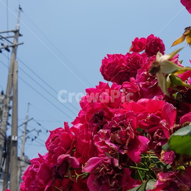 풍경,scenery,꽃,flower,blossom,식물,덩쿨,여름,따뜻한,뜨거운,자연,nature,plant,식물,자연,plants,nature,꽃,flower