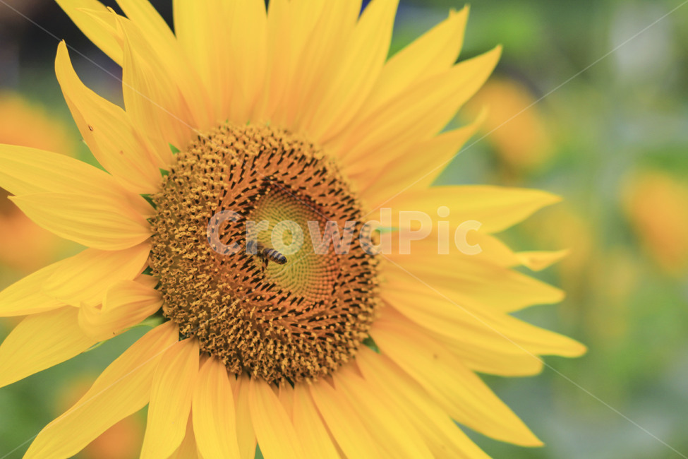 해바라기,여름,해바라기씨,노란해바라기,sunflower,꿀벌,punishment,식물,자연,plants,nature,꽃,flower