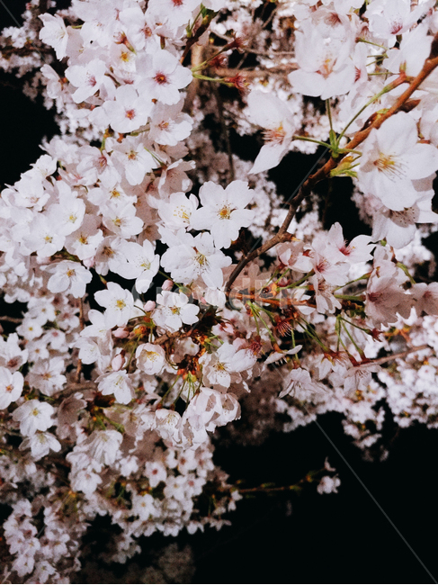 벚꽃,밤벚꽃,벚꽃나무,벚꽃구경,봄,봄꽃,봄벚꽃