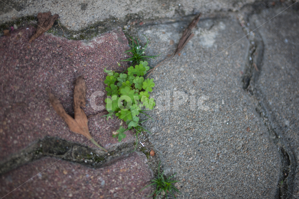 botanical,보도,보도블럭,식물,풀,식물,자연,plants,nature