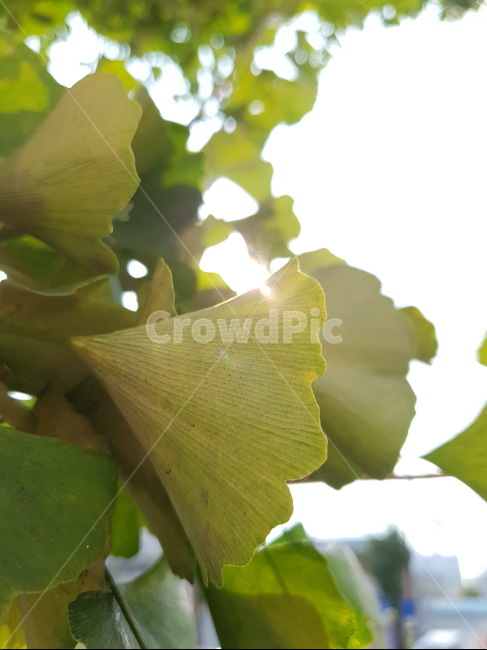 은행나무,가을,은행잎,나뭇잎,잎,leaf,식물,plant,빛,햇빛,light,sunlight,tree,나무,식물,자연,plants,nature