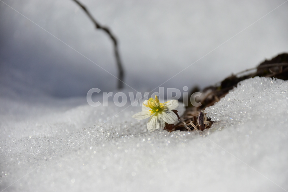 모데미풀,야생화,봄,눈,설중,꽃,풀꽃,자연,식물,식생,감성,힐링,plants,nature,spring,season,flower,emotion,feeling,흰색,초본,너도바람꽃속