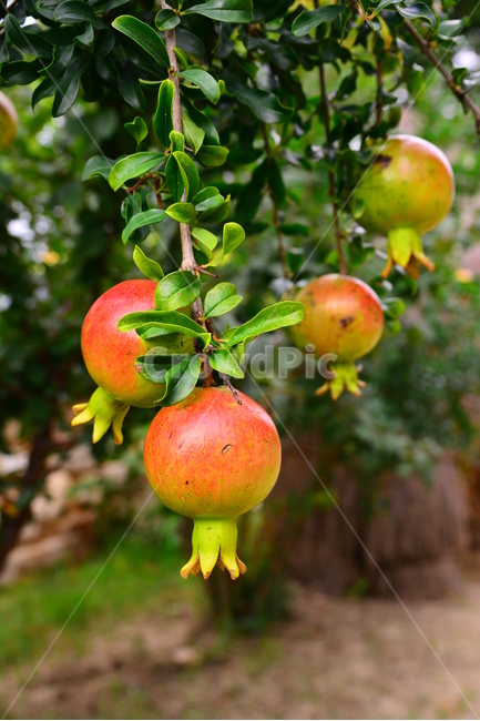 석류,토종,한국적,건강식품,잘익은,시골집,민속촌,과일,fruit,food,나무열매,pomegranate,식물,자연,plants,nature,음식,식재료,요리,food,cook,meal,dishes,food reserves,과일,열매,fruit