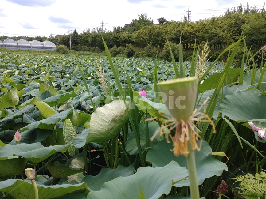 연꽃,수련과,lotus,수련,물풀,수단화