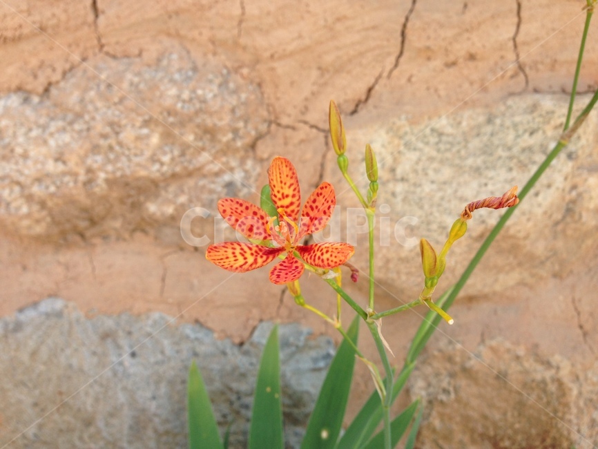 돌담,꽃,나리,전통,돌,담,식물,자연,plants,nature,꽃,flower