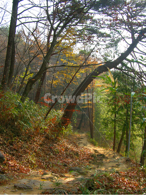 숲,숲길,산책로,길,흙길,나무,단풍,가을,숲속,한국,아시아,대한민국,산책길,등산로,등산길,풀,식물,자연,풍경,산,가을,계절,fall,autumn,season,자연,풍경,nature,landscape,tree,plant,path,통로,tree trunk,나무 줄기,ground,바닥