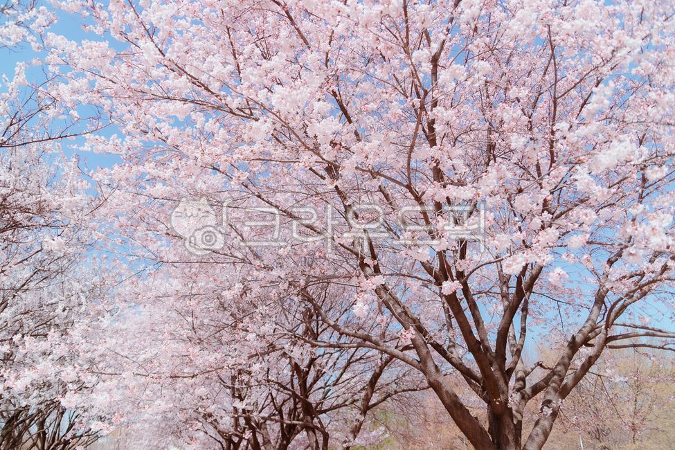 살구꽃,꽃나무,살구나무,꽃,blossom,flower,식물,plant