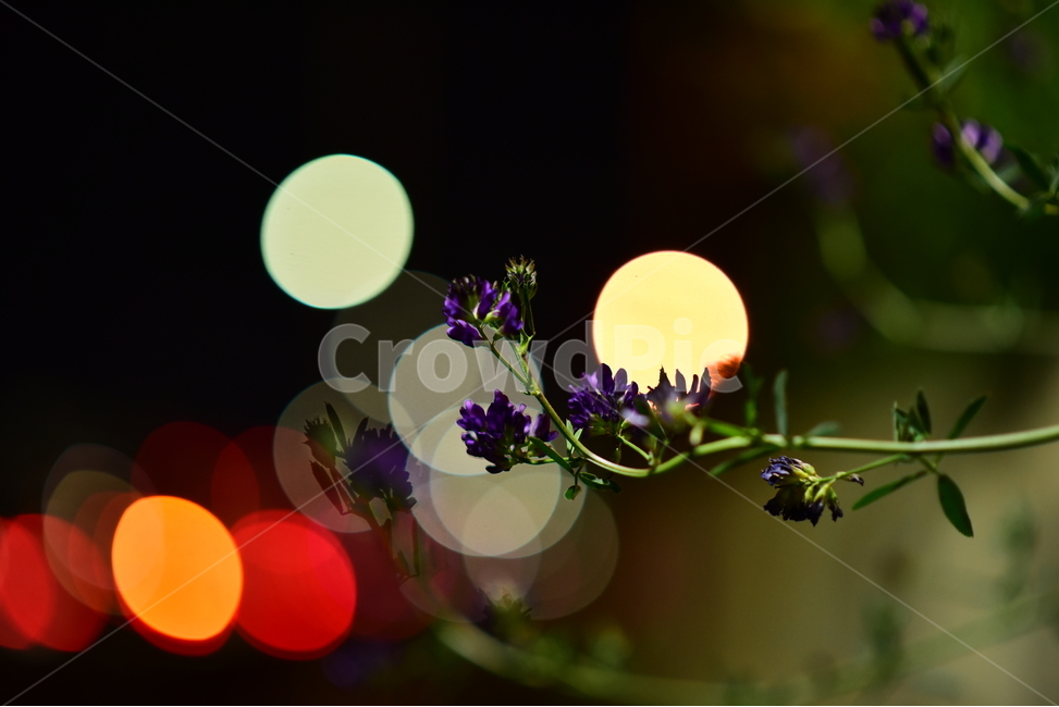 꽃,보케,야경,빛,light,night,voke,flower,purple,꽃,flower