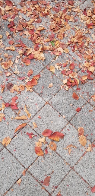 leaf,잎,ground,바닥,rug