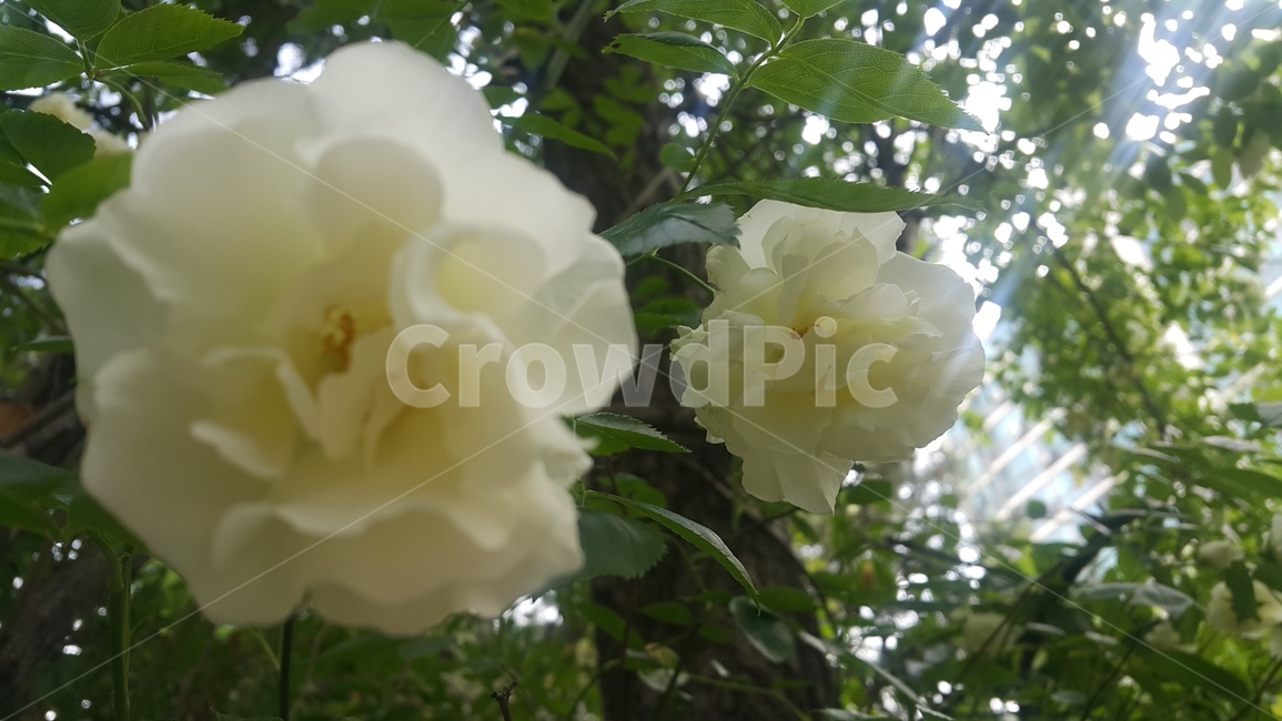 계절,식물,자연,하얀색,컬러,nature,plant,flower,season,화이트,꽃