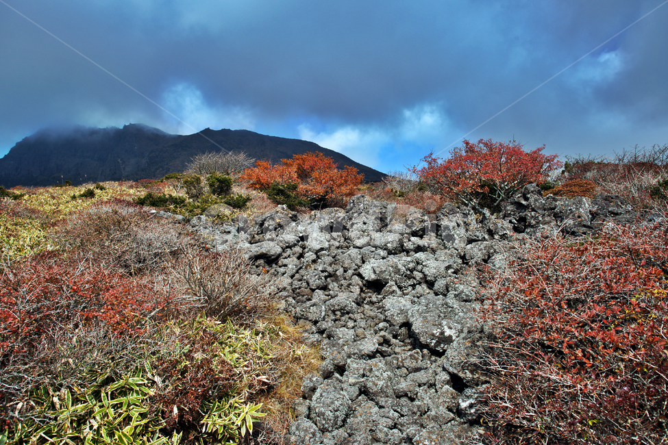 한라산,남벽분기점,돈내코코스,제주도,한라산국립공원,관목,난대성식물,조릿대,현무암,화산암