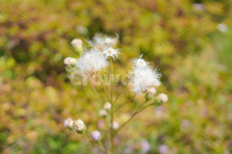 꽃,자연,접사,배경화면,힐링,season,plants,nature,flower,sensible,feeling,색깔,색상,colorsense,colorsensitivity,feelingofcolor,감성,평온함,느낌,휴식