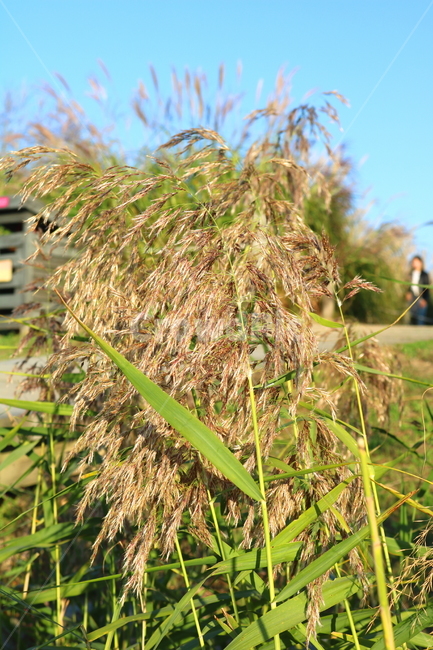 갈대,벼과,식물,자연,가을,가을,계절,fall,autumn,season,grass,잔디,plant