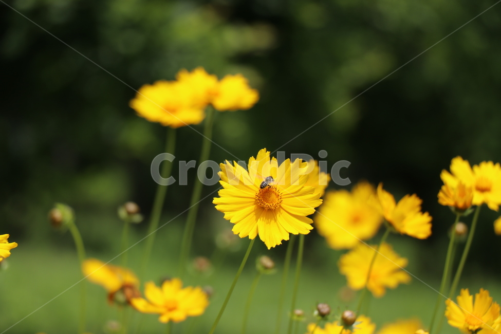꽃,벌,금계국,봄,봄꽃,야생화,봄,계절,spring,season,식물,자연,plants,nature,꽃,flower,plant