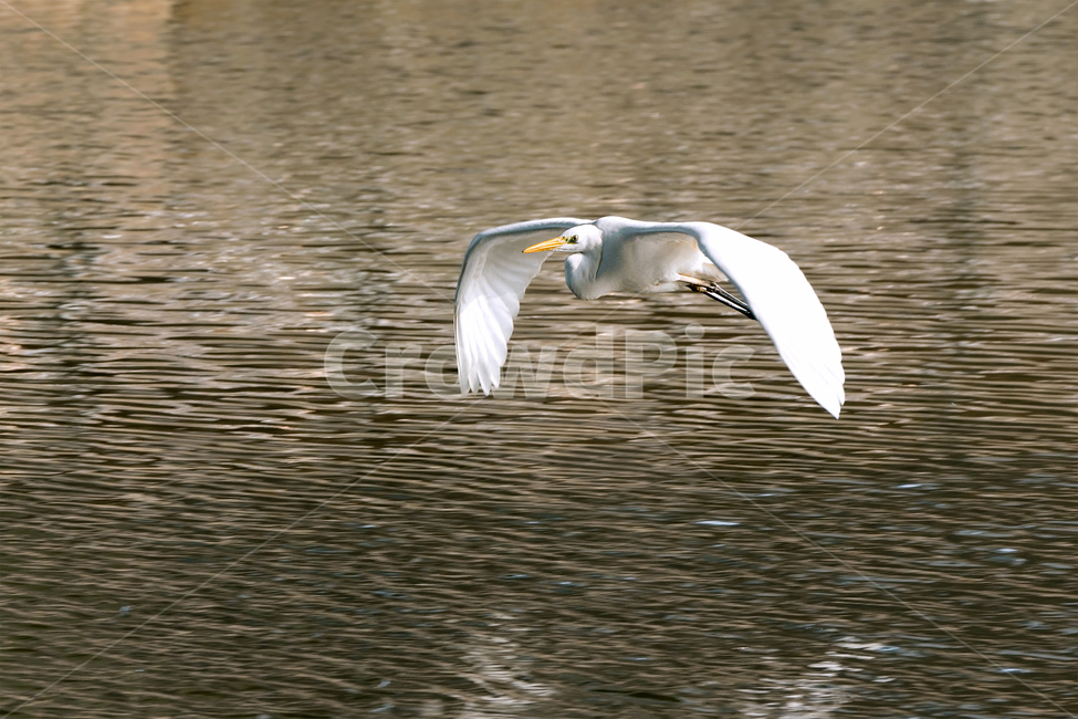 백로,새,조류,야생동물,자연,생태,생태계,whiteheron,egret,bird,animal,flying,동물,animal,조류,새,birds