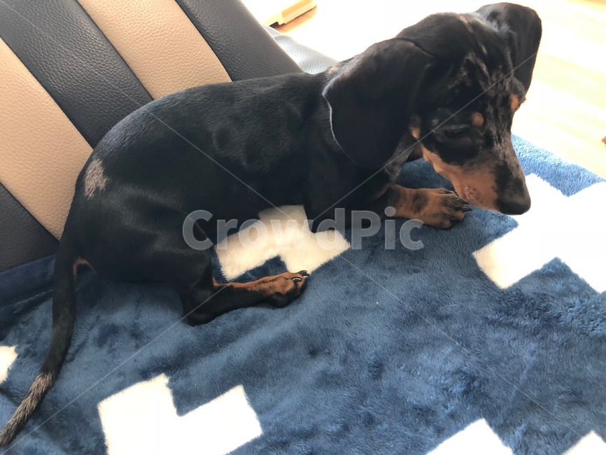dog,puppy,닥스훈트,강아지,개,동물,animal,dachshund