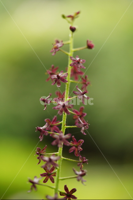 여로,야생화,꽃,식물,자연,nature,plants,flower,식물,자연,plants,nature,꽃,flower