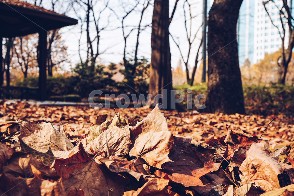 가을,계절,낙엽,공원,단풍,야외,나무,가을,계절,fall,autumn,season,자연,풍경,nature,landscape,ground,바닥,tree,plant,식물,tree trunk,나무 줄기
