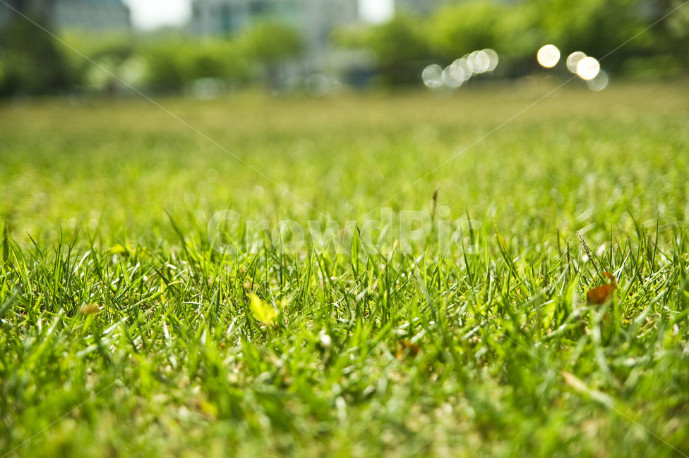 잔디,자연,봄,초록,green,spring,배경,background,nature,대지,공원