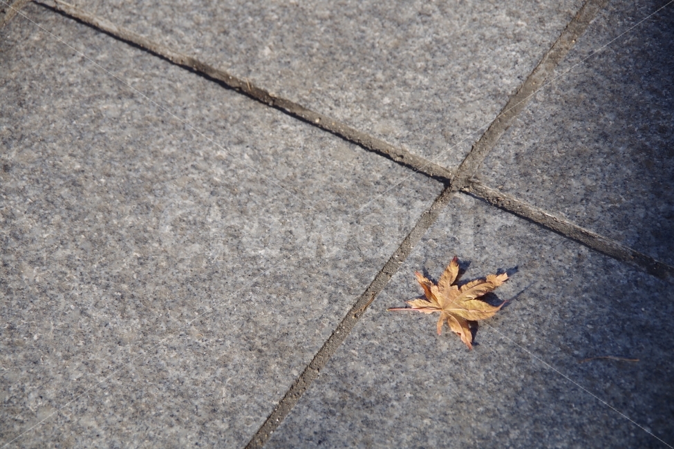 겨울,가을,나뭇잎,단풍잎,단풍,가을,계절,fall,autumn,season,plant,식물,leaf,잎