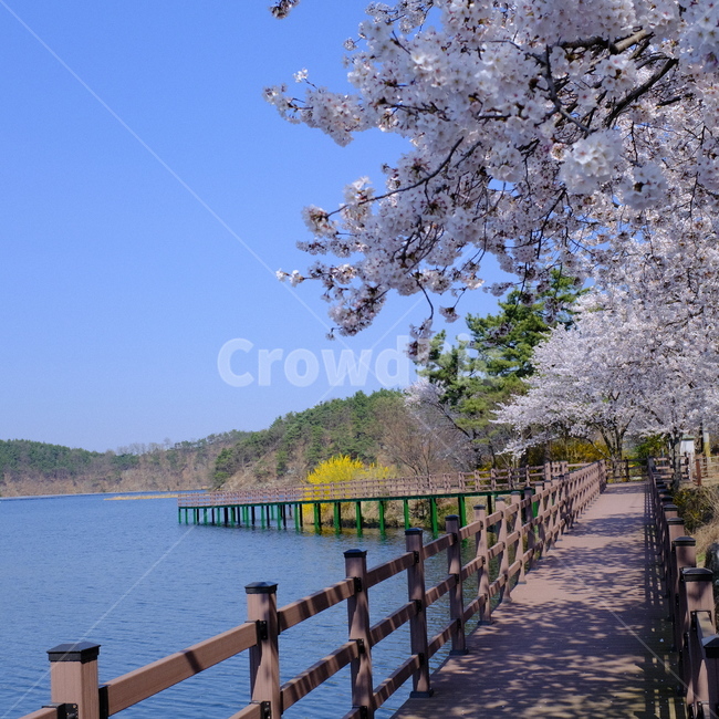 벚꽃,저수지,산책로,벚꽃나무,호수,blossom,flower,spring,plant,개화,봄,자연,나들이