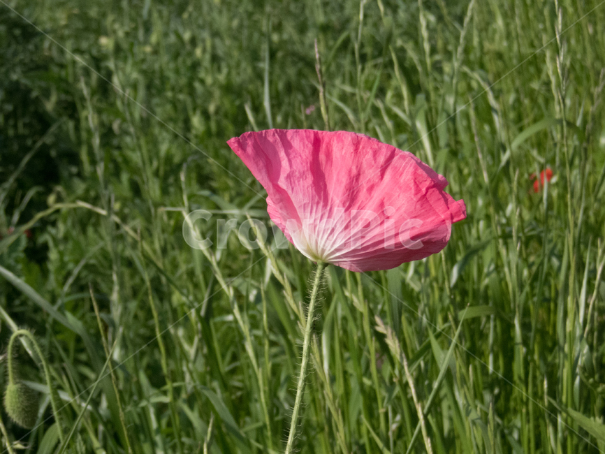 plant,식물,flower,꽃,pink,green,식물,자연,plants,nature,꽃,flower