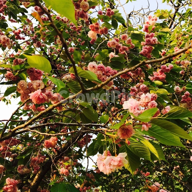 벚꽃,겹벚꽃,나무,식물,꽃나무
