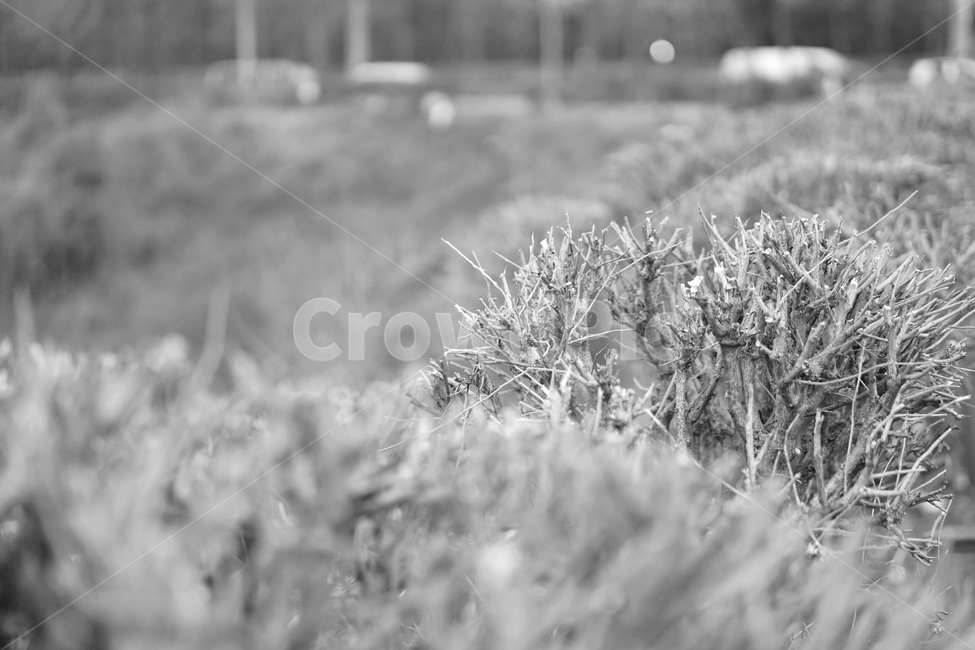 겨울,나무,흑백,빈티지,추상,감성,blackandwhite,cold,plant,nature,자연,식물,자연,plants,nature,나무,trees,wood,흑백,모노톤,monochrome,black and white