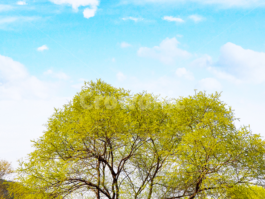 봄,계절,자연,나무,하늘,구름,tree,plant