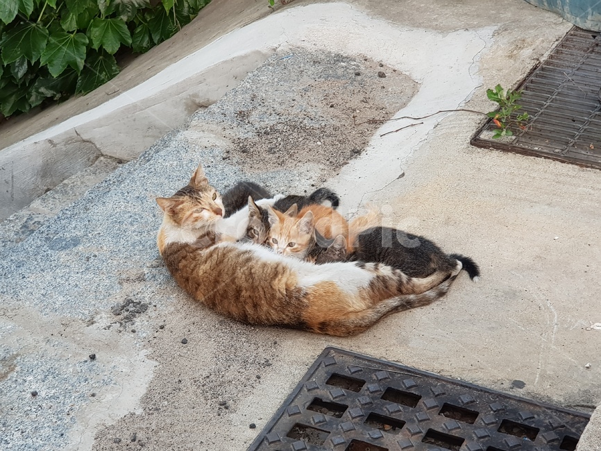 고양이,어미고양이,새끼고양이,길고양이가족,길고양이,동물,animal,포유류,mammal,고양이,cat,kitten,kitty,가족,패밀리,family
