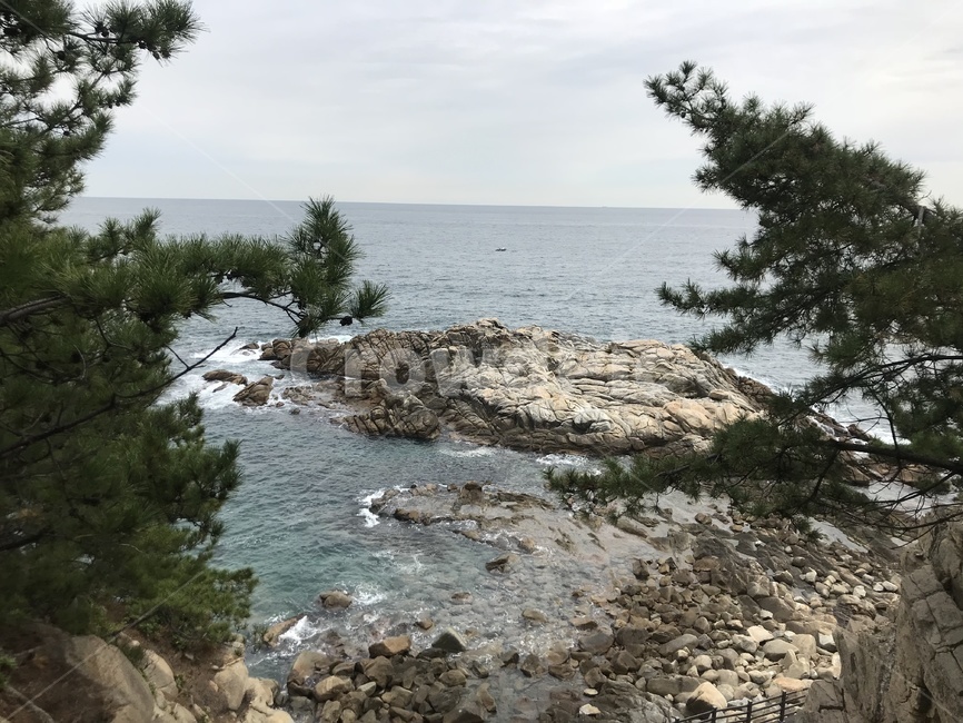 바다,나무,자연,파도,하늘,곶,자연,풍경,nature,landscape,tree,plant,식물,fir,전나무,promontory
