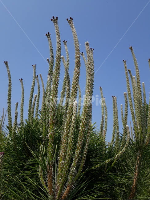 소나무,솔순,나무,자연,하늘,식물,자연,plants,nature