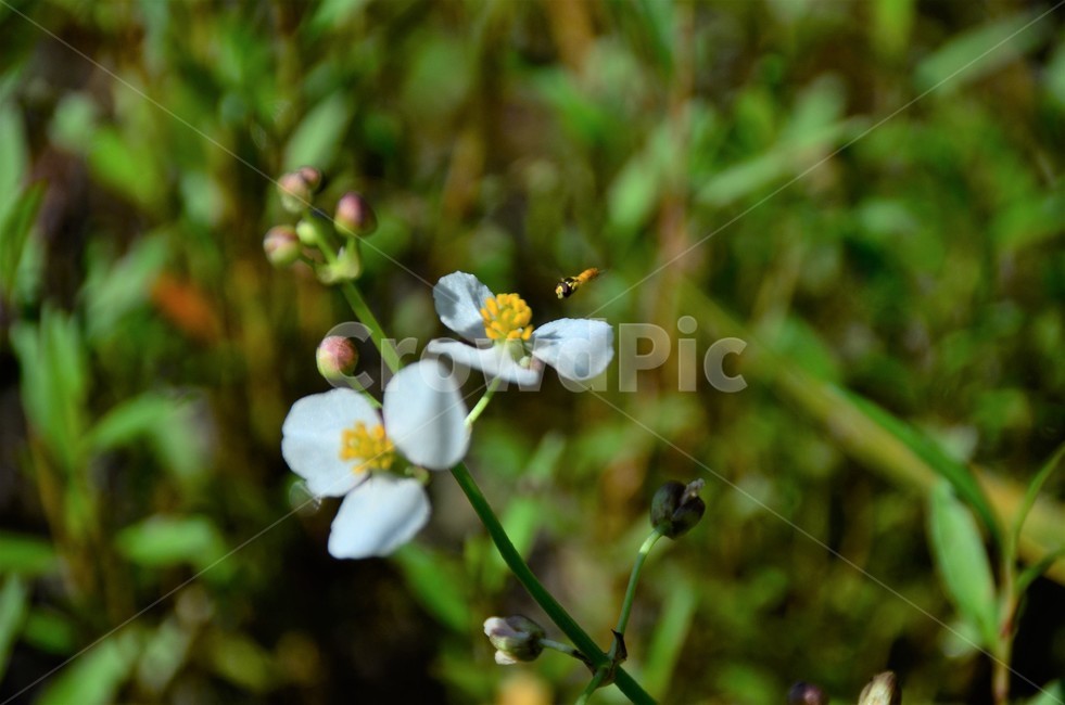 보풀,꼬마꽃등에,습지식물,야생화,택삿과,자연,식물,자연,plants,nature,꽃,flower