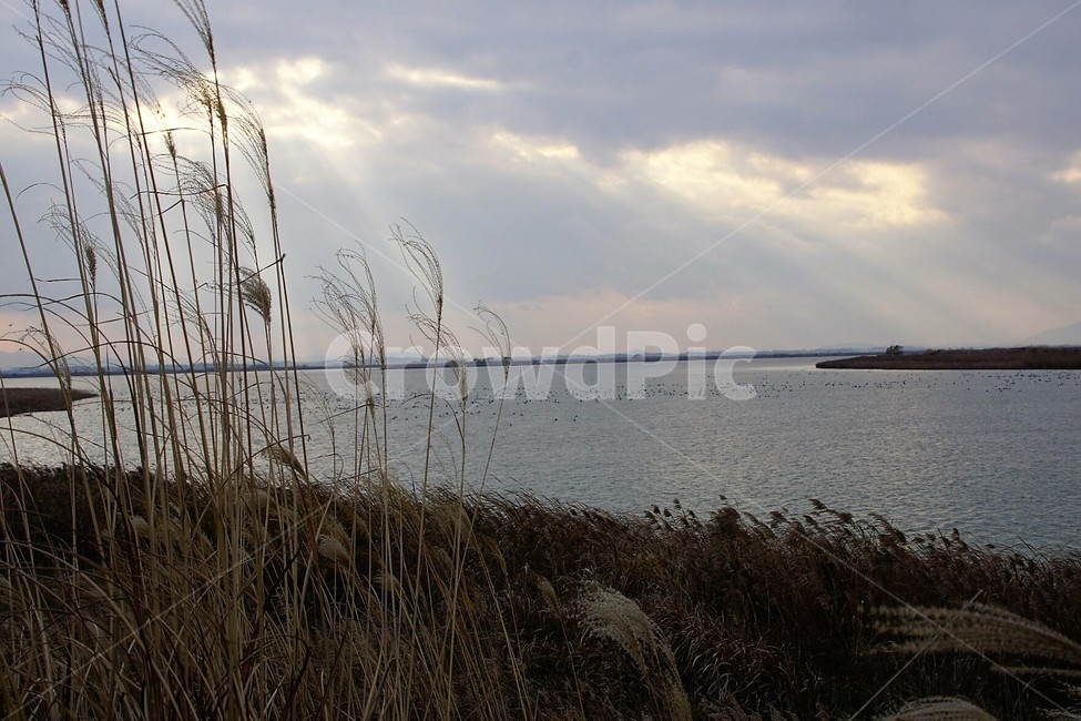 일몰,노을,저녁놀,자연,nature,빛,하늘,감성,구름,바다,잔잔함,억새,억새풀,가을,계절,풍경,자연풍경,fall,autumn,자연,풍경,nature,landscape,plant,식물,grass,잔디,lawn,reed,갈대