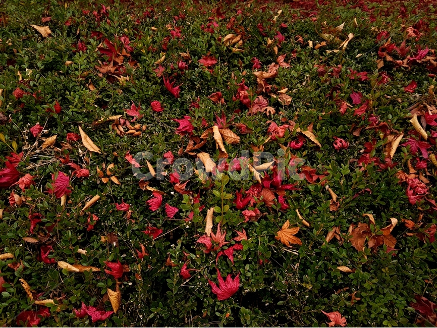 단풍,가을,풍경,빨강,맑음,자연,가을,계절,fall,autumn,season,식물,자연,plants,nature,leaf,잎,plant,ground,바닥