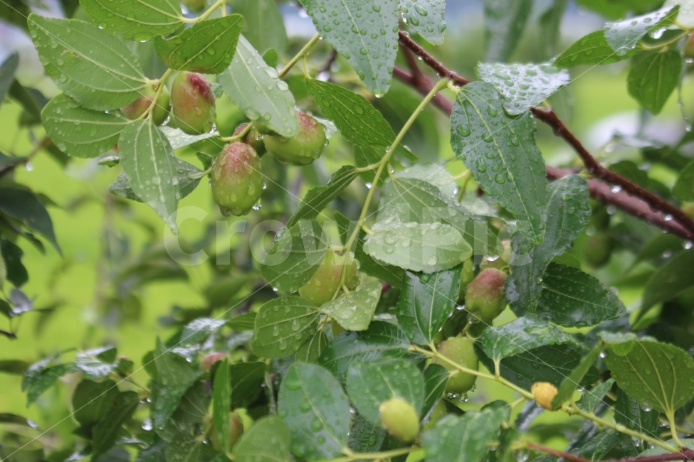 대추,대추나무,열매,과일,나무,비,식물,자연풍경,과일나무,식물,자연,plants,nature,음식,식재료,요리,food,cook,meal,dishes,food reserves,과일,열매,fruit