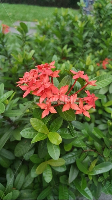 4 leaves,nature,flower,red flower